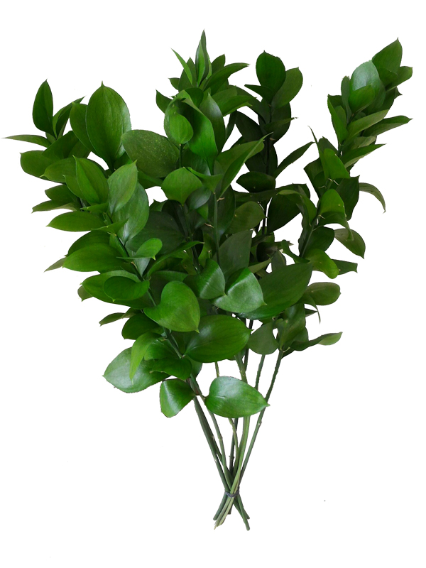 Ruscus